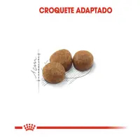 Ração Royal Canin Gatos Adultos Castrados