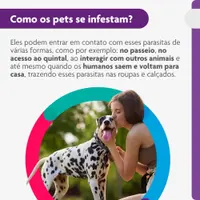 Antipulgas e Carrapatos Bravecto 20 a 40 kg Cães 1000mg