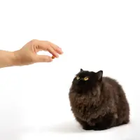 Petisco DentaLife Gatos Adultos